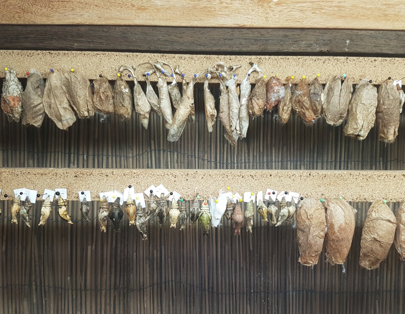 ... and even more pupas