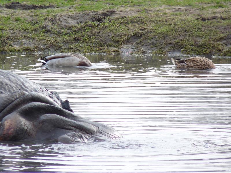 And Now, Heads down the water !