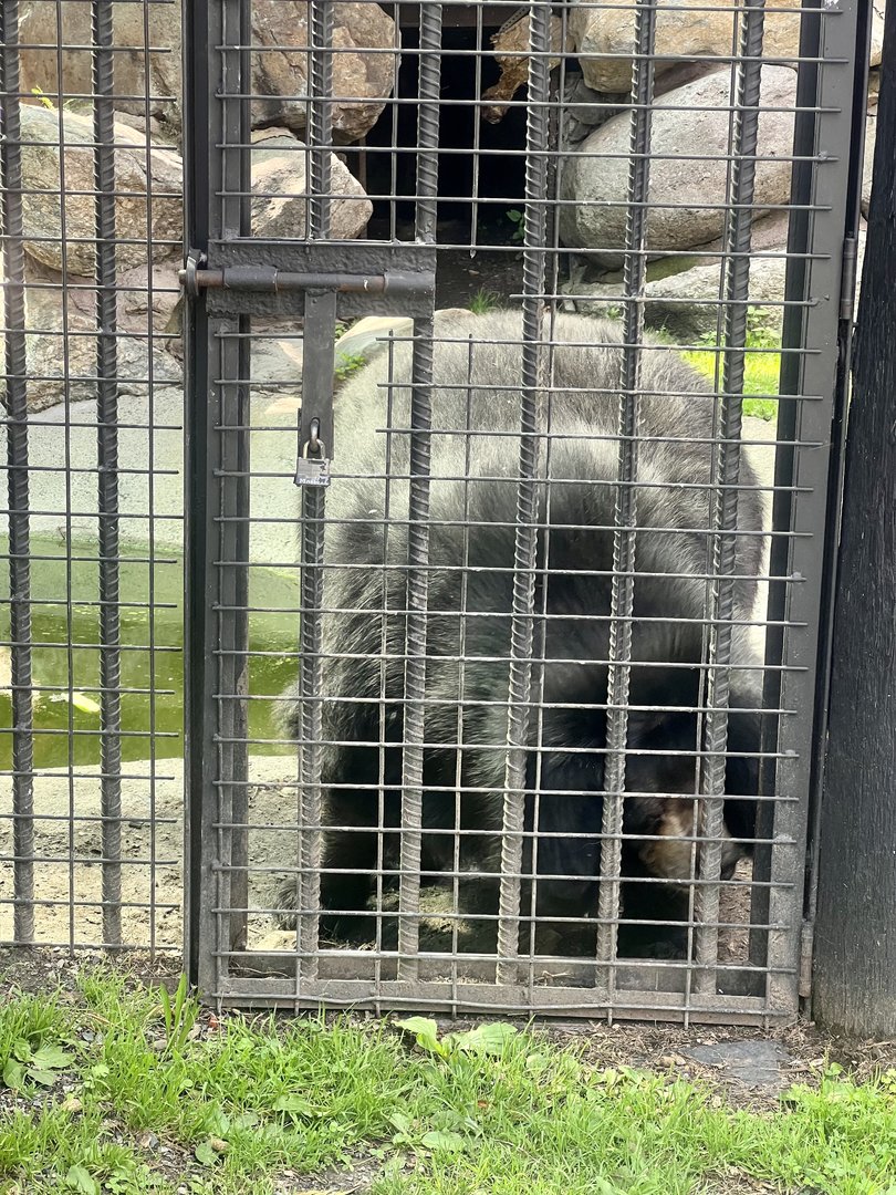 And to the left. Asiatic Black Bear