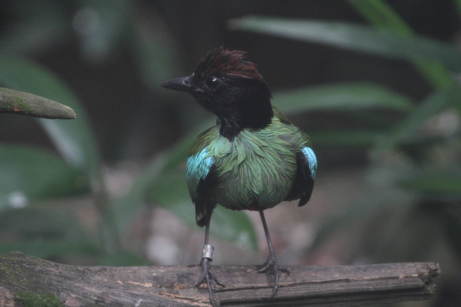 And Yet Another Bird ID Please?