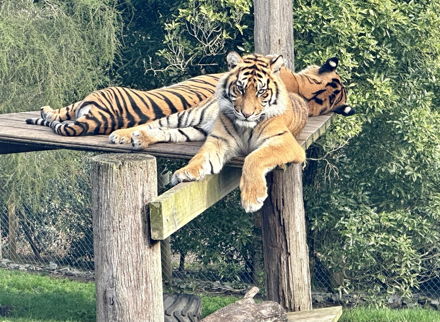 Andalas (16 Months Old)