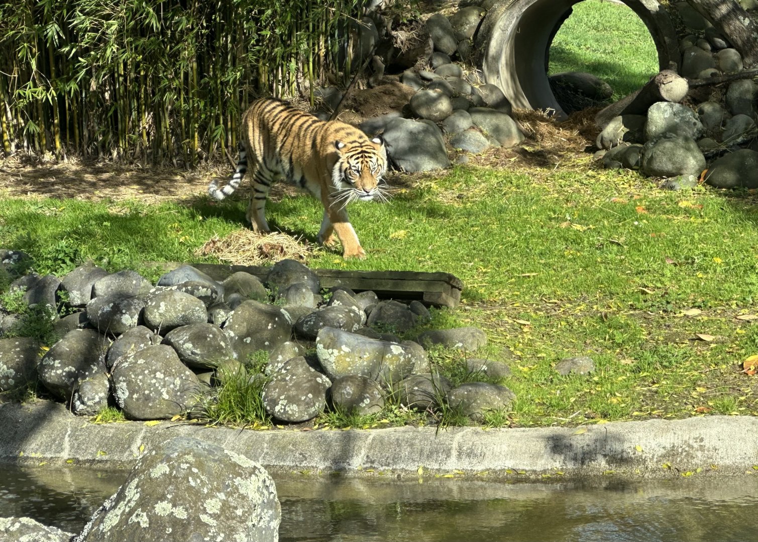 Andalas (16 Months Old)