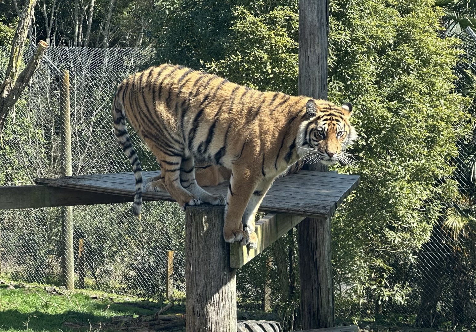 Andalas (20 Months Old)