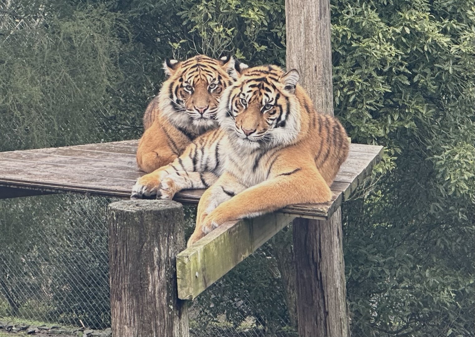 Andalas and Mayang (18 Months Old)