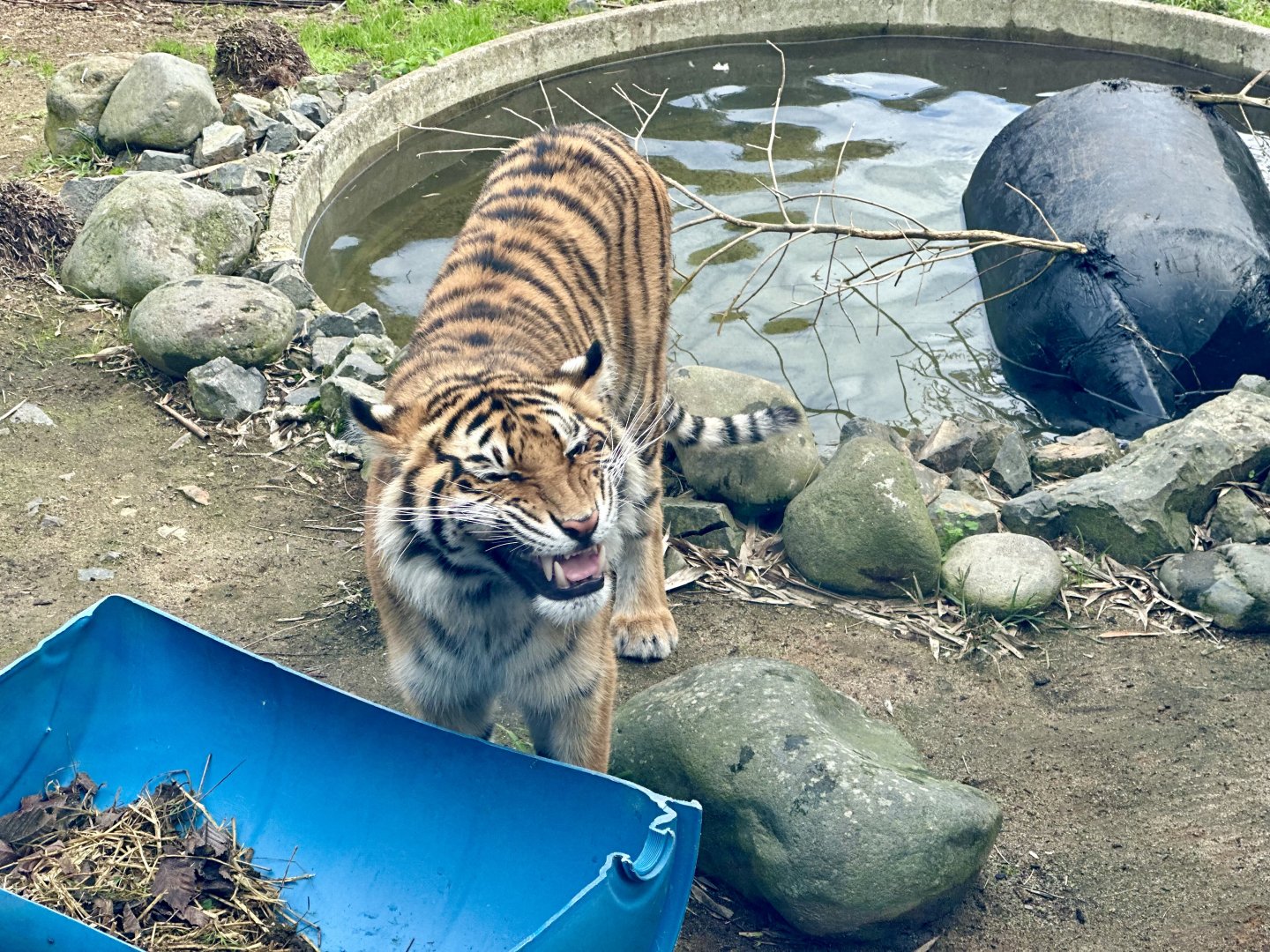 Andalas (Flehmen Response)