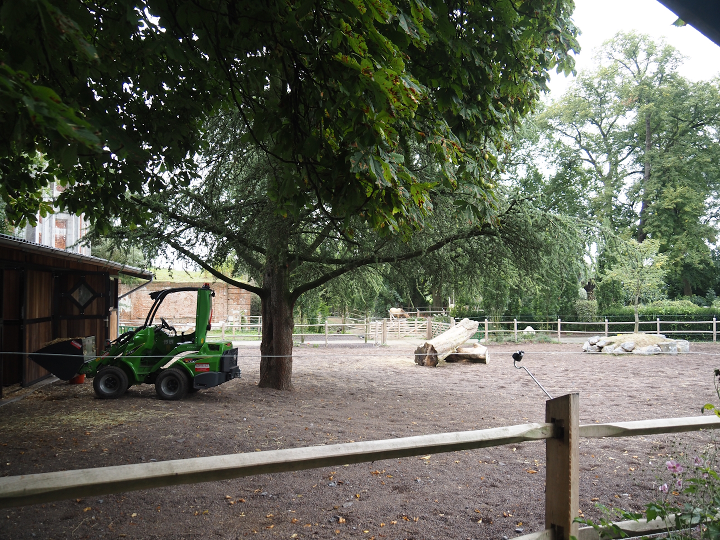 Andalusian horse paddock in former rose garden area, 2024-09-17