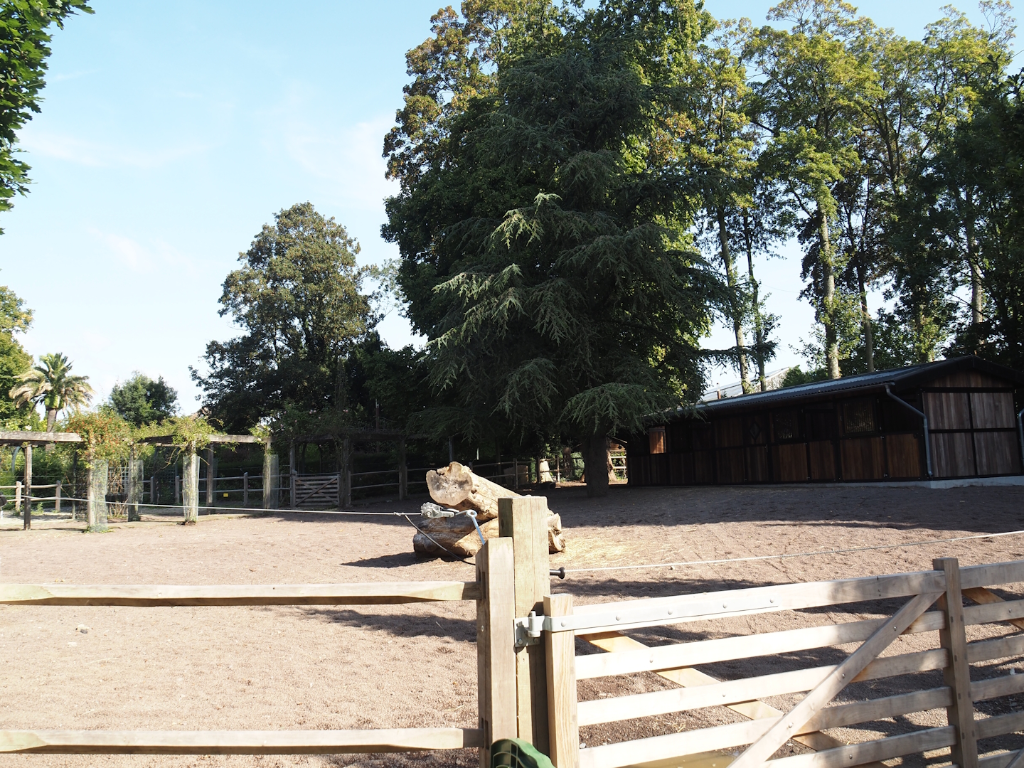 Andalusian horse paddock in former rose garden area, 2024-09-17
