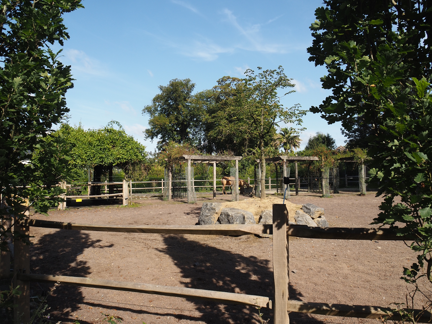 Andalusian horse paddock in former rose garden area, 2024-09-17
