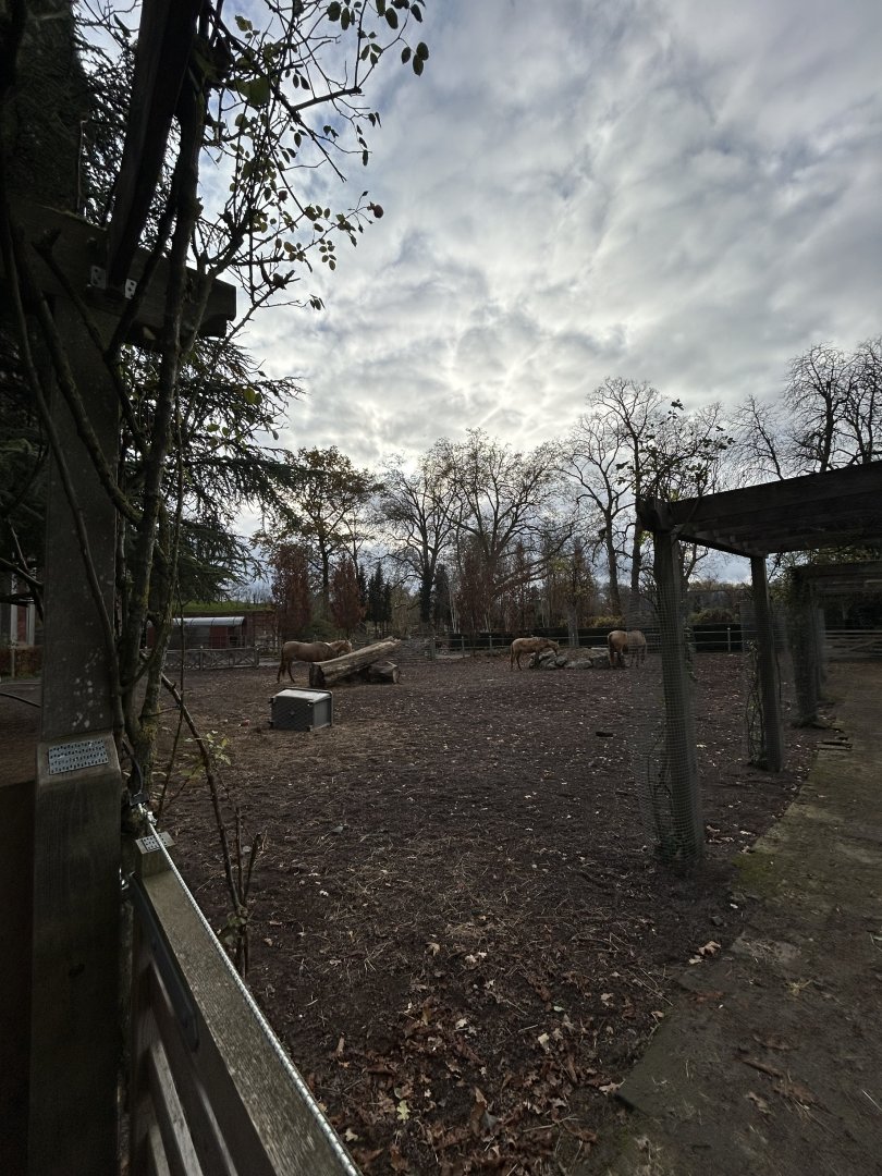 Andalusian horse paddock
