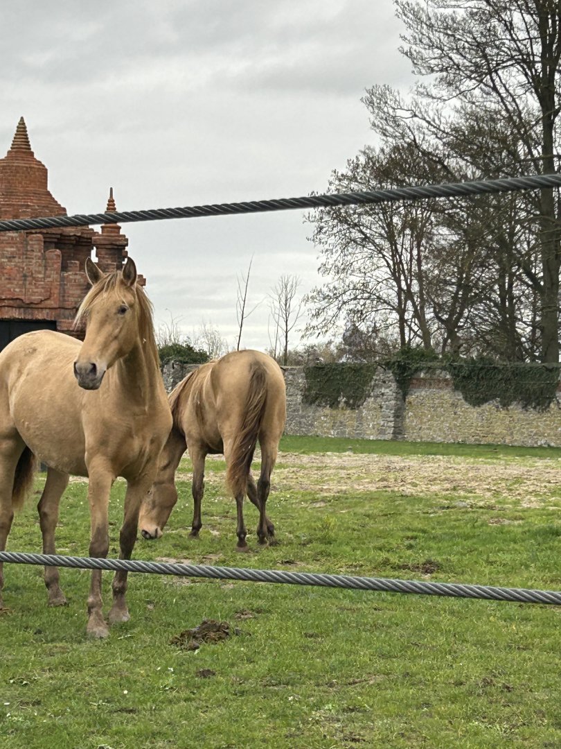 Andalusian horses on the train route