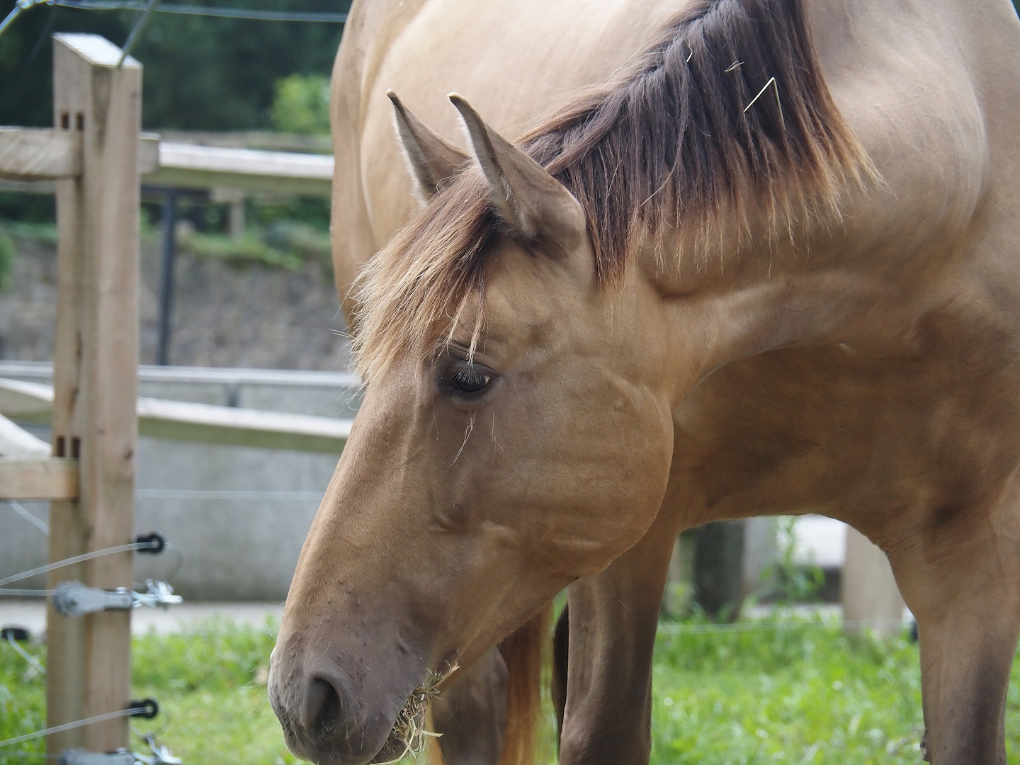 Andalusian/Pura Raza Española horse (Equus ferus caballus), 2024-09-17