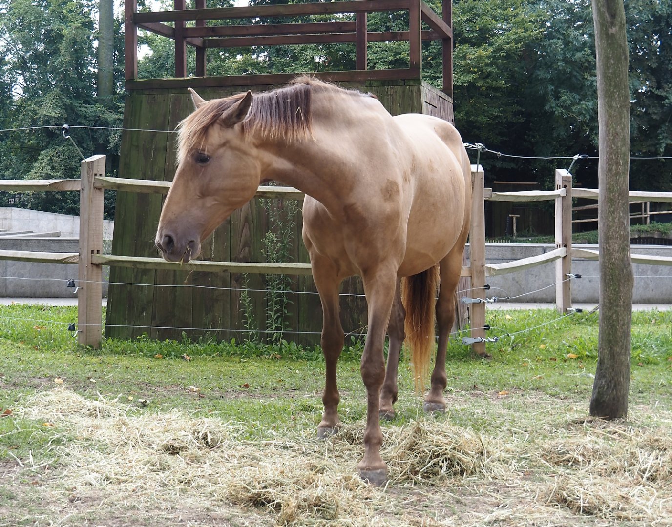 Andalusian/Pura Raza Española horse (Equus ferus caballus), 2024-09-17