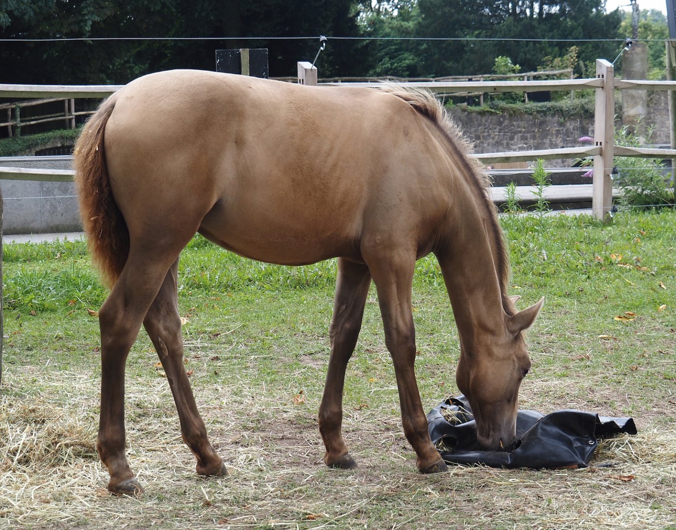 Andalusian/Pura Raza Española horse (Equus ferus caballus), 2024-09-17
