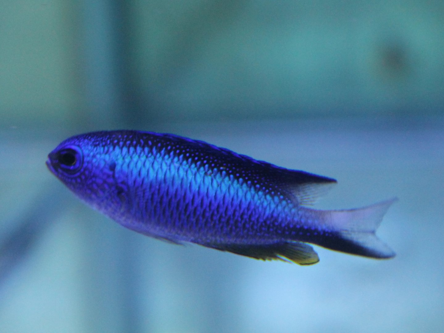 Andaman damslfish - Pomacentrus alleni