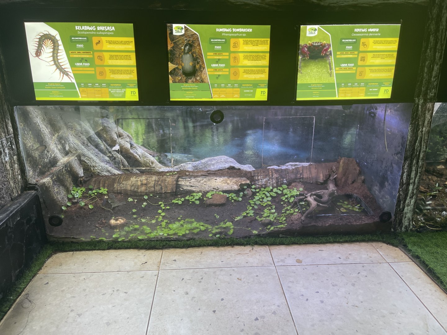 andaman islands purple crab exhibit - aviary park