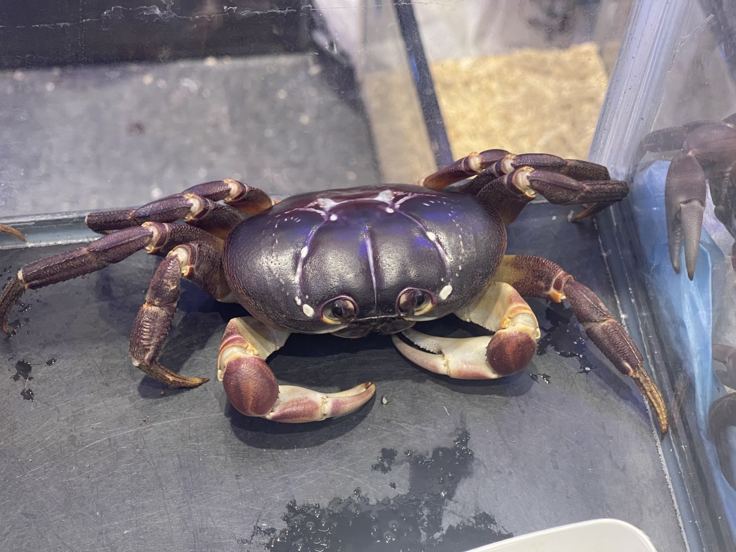 andaman islands purple crab (gecarcoidea lalandii) (1)