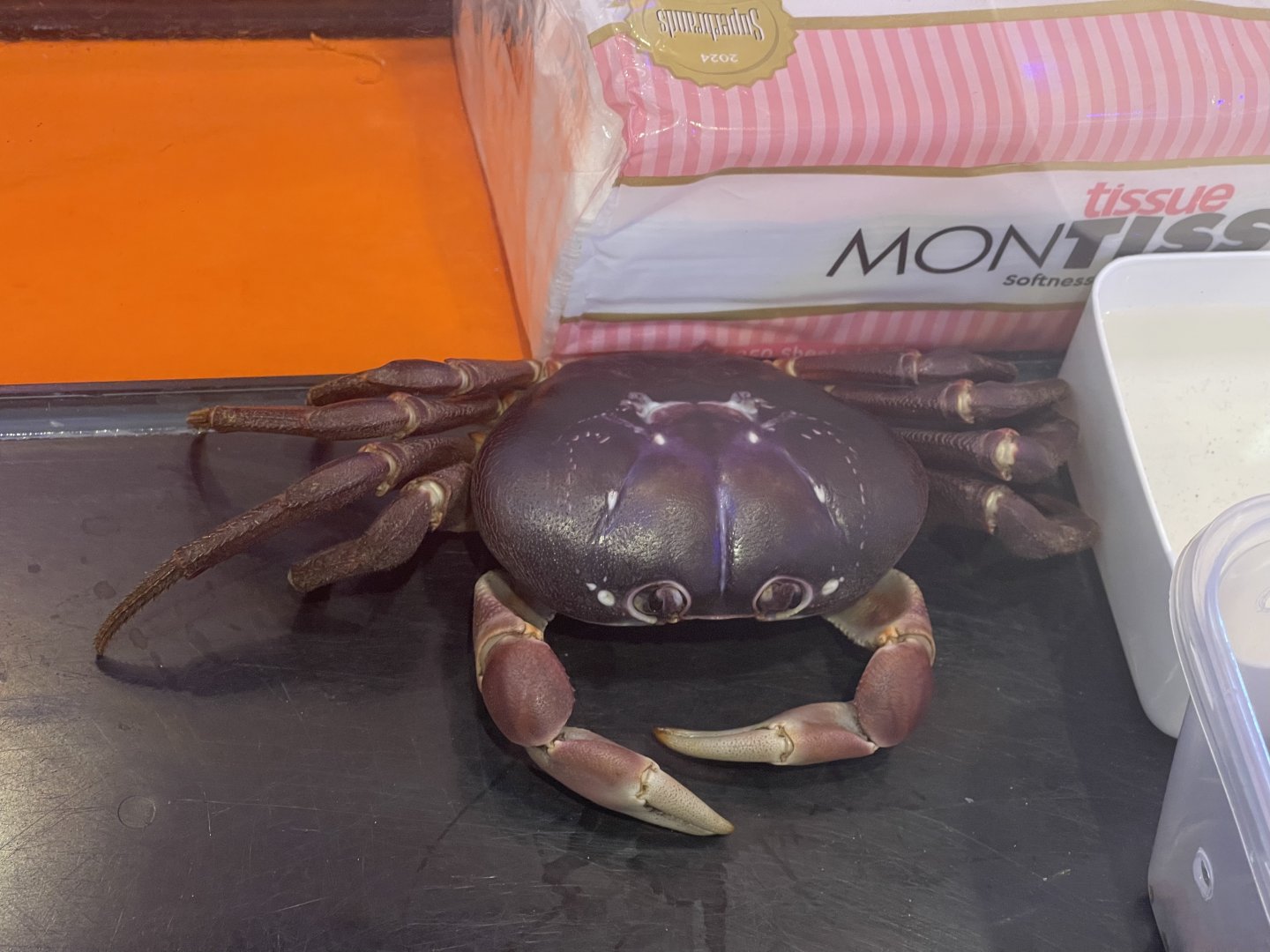 andaman islands purple crab (gecarcoidea lalandii) (2)