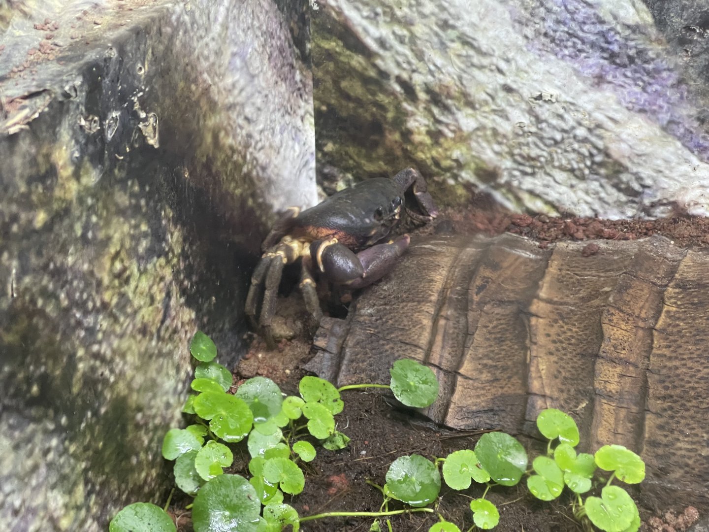 andaman islands purple crab (gecarcoidea lalandii) - aviary park