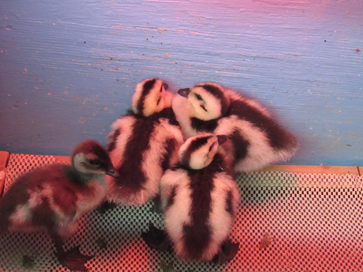 Andean and ruddy-headed goose chicks