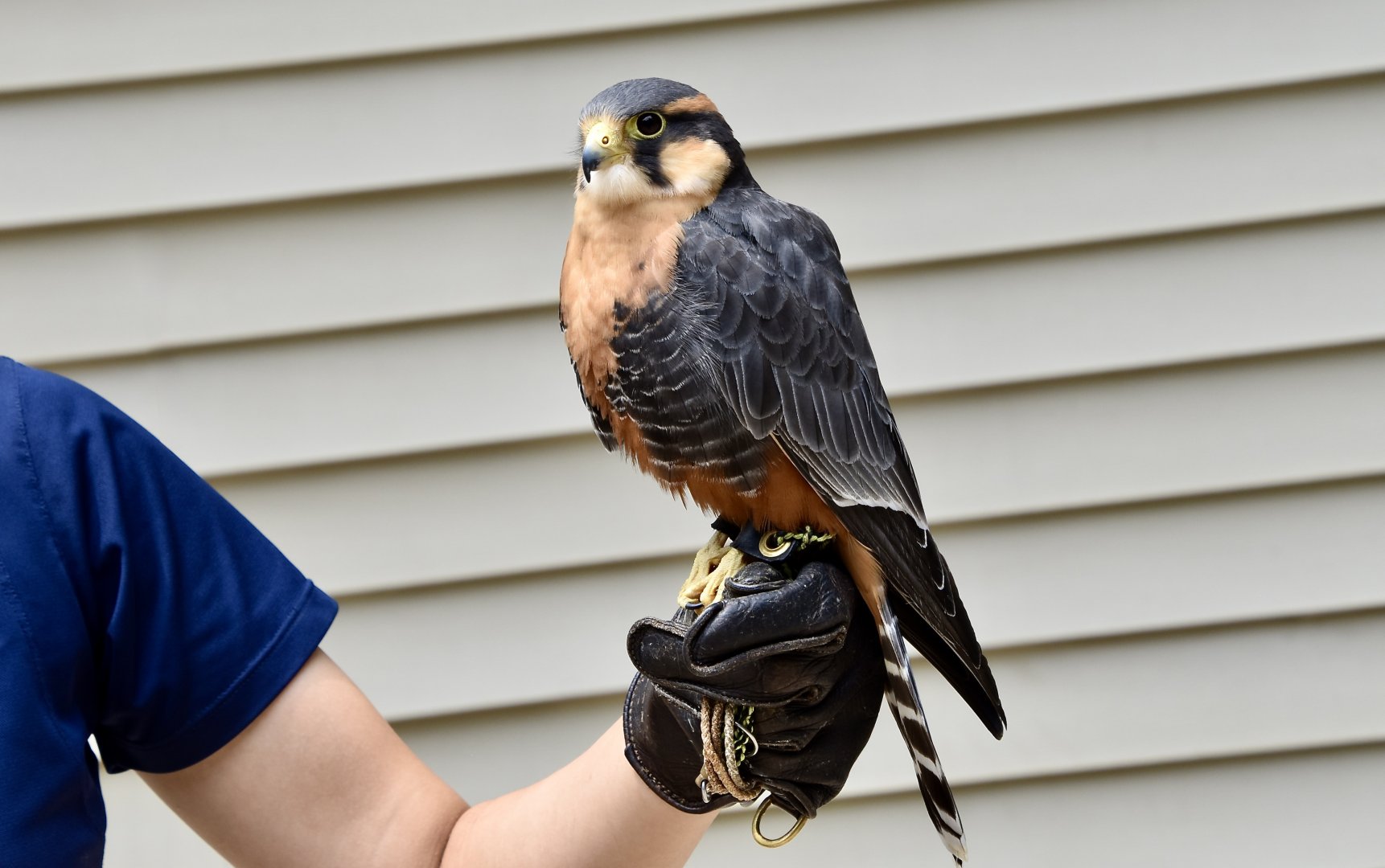 Andean Aplomado Falcon (Falco femoralis pichinchae) - "Zorro"