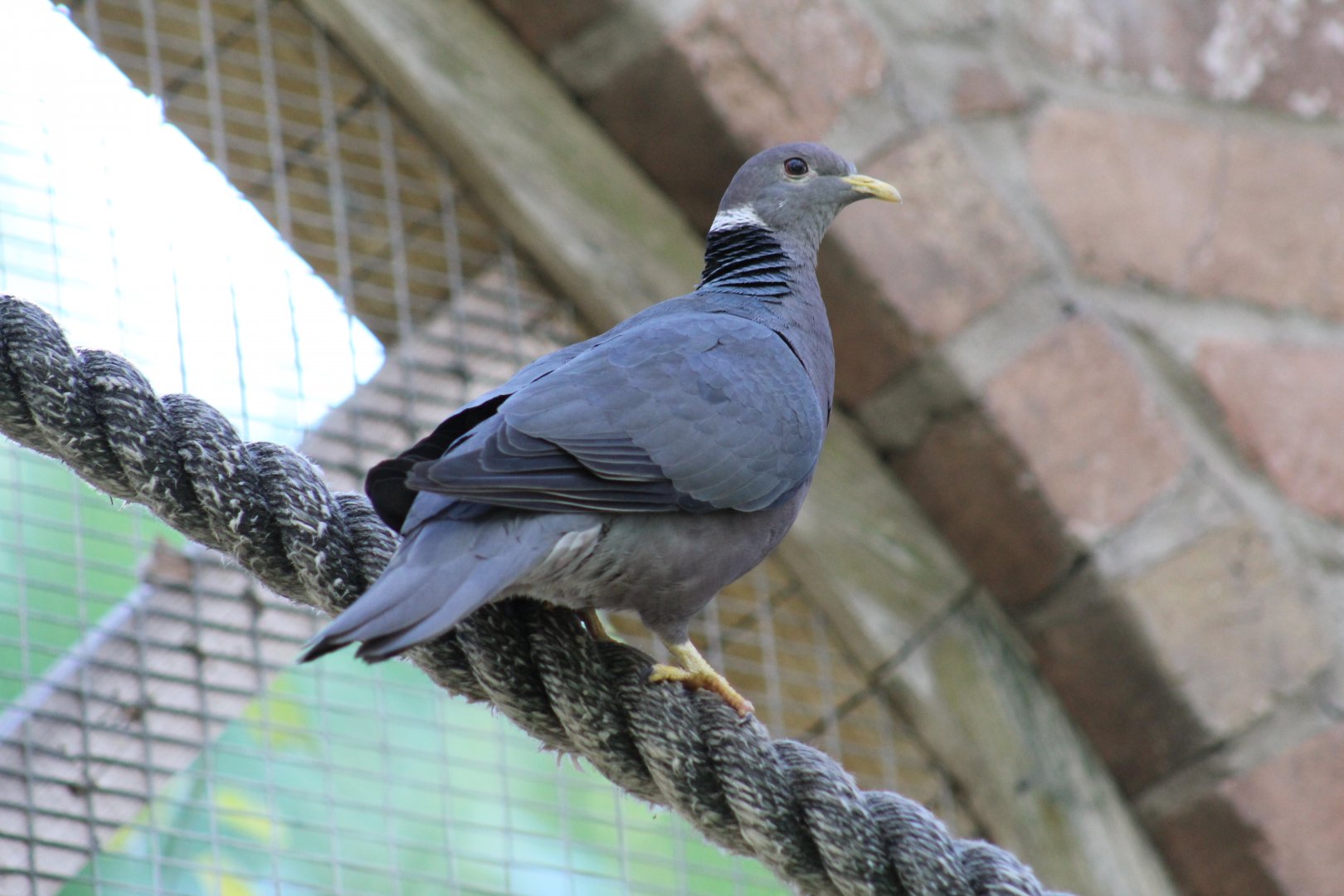 Andean Band-Tailed Pigeon