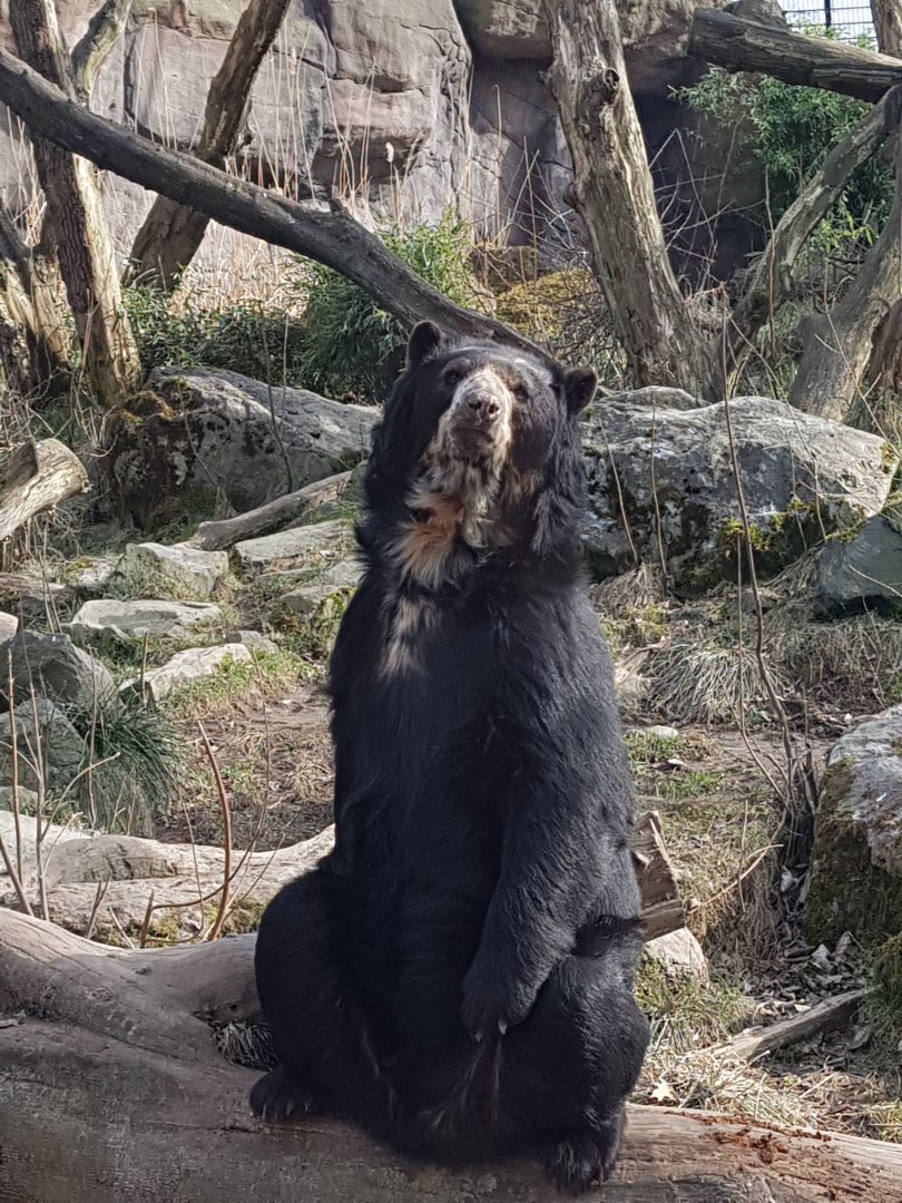 Andean bear 06/03/18