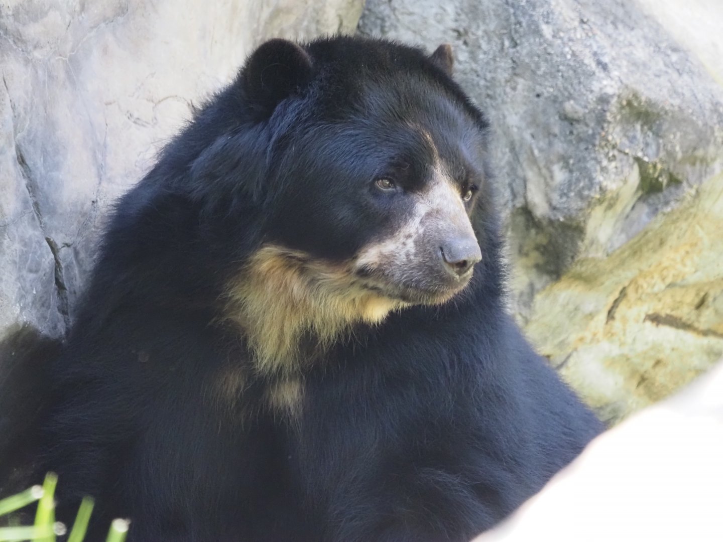 Andean Bear 1