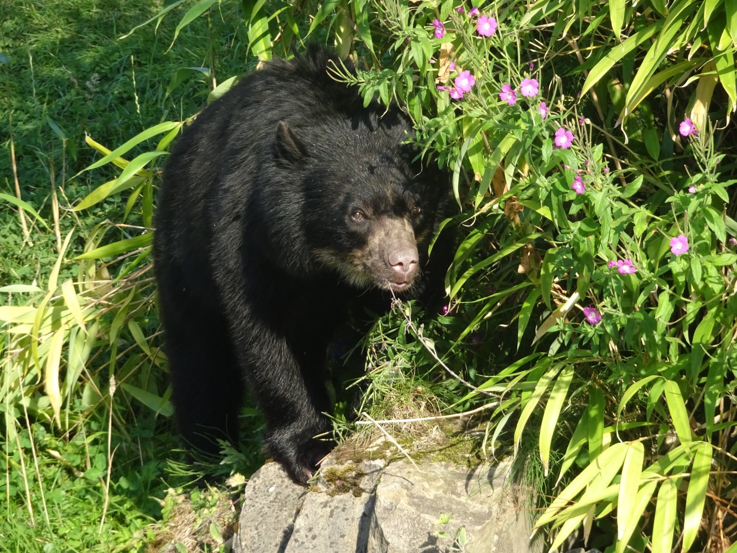 Andean Bear 17 August 2025