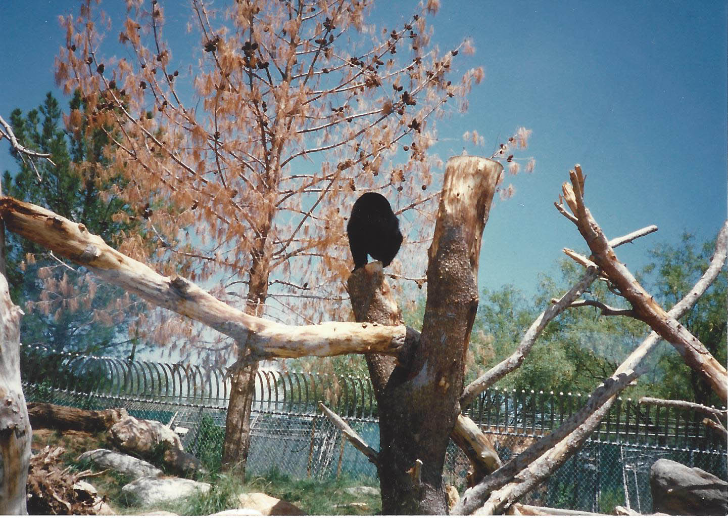 Andean Bear 1990s