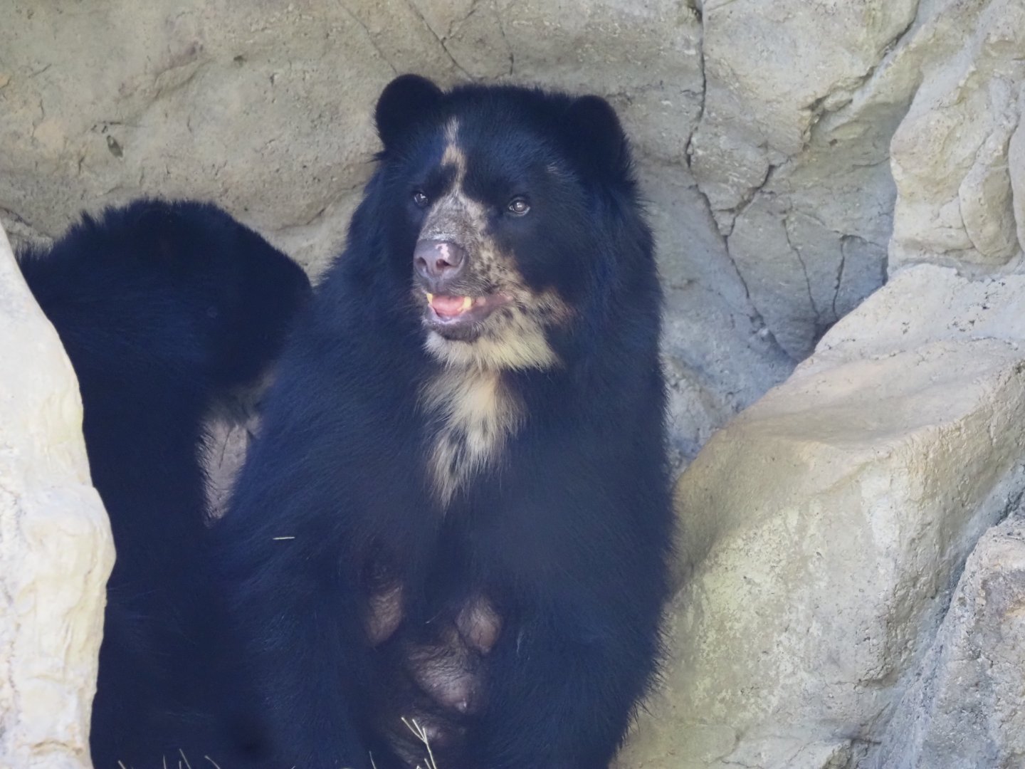 Andean Bear 2