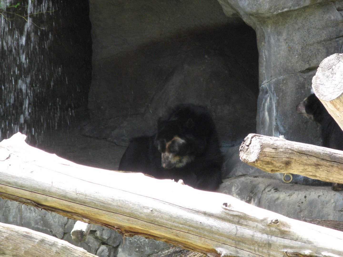 Andean Bear (2008)