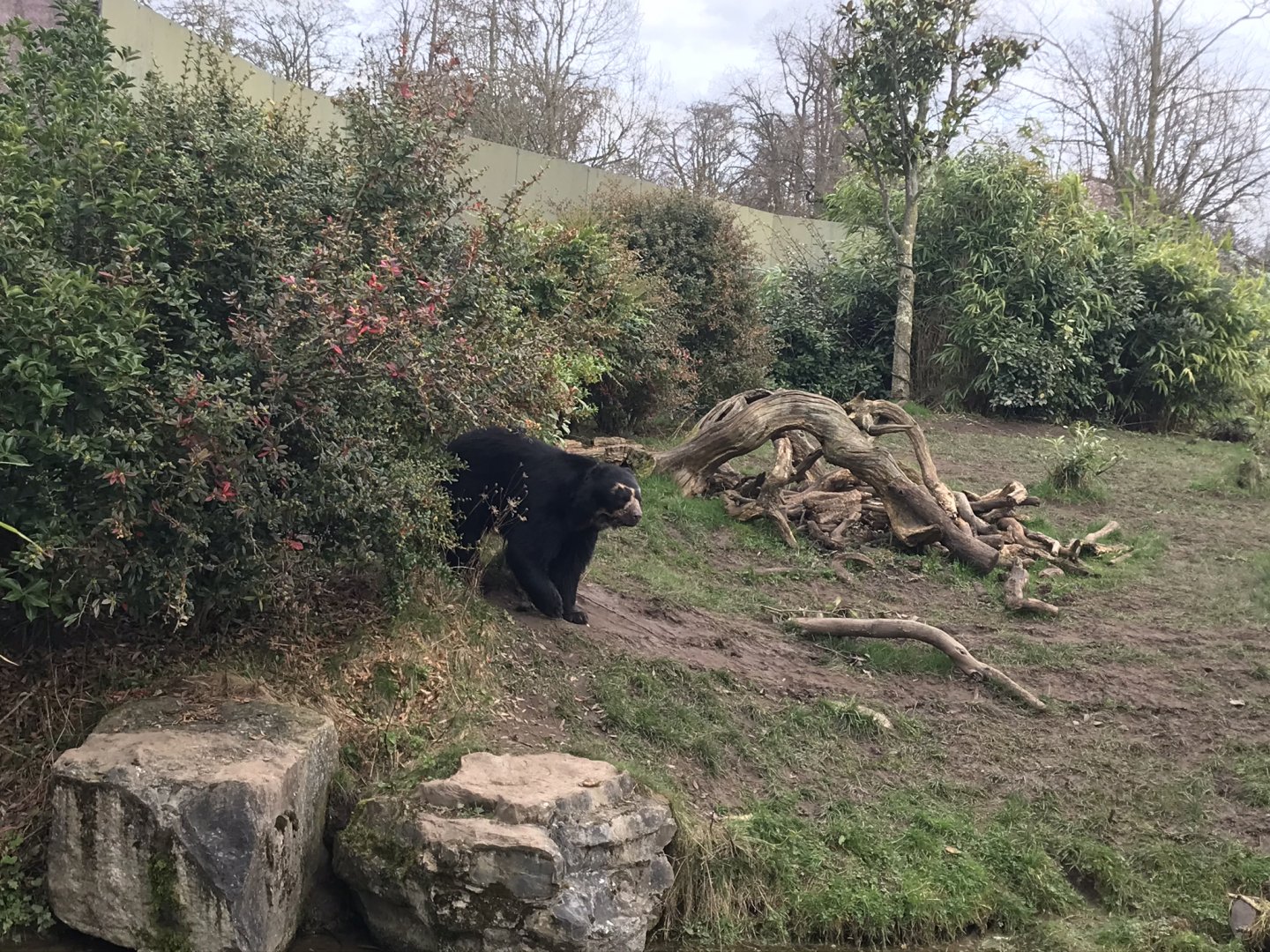 Andean bear (2020)