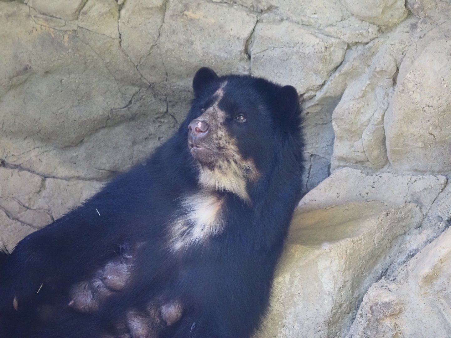 Andean Bear 3