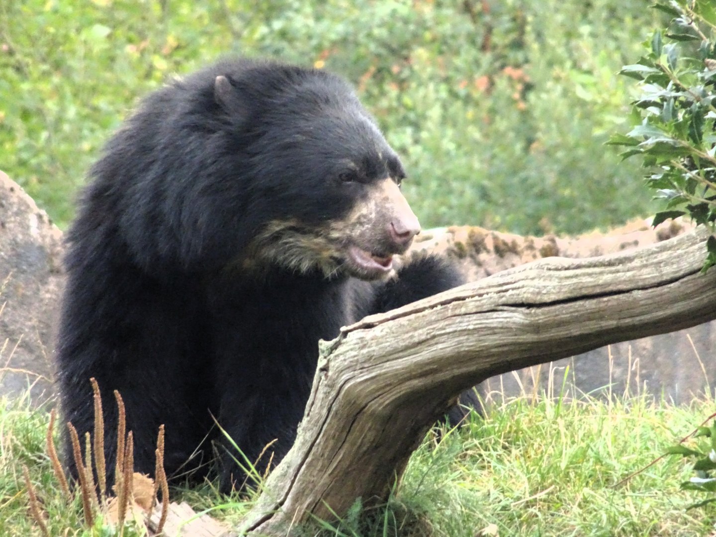 Andean Bear 6 September 2025