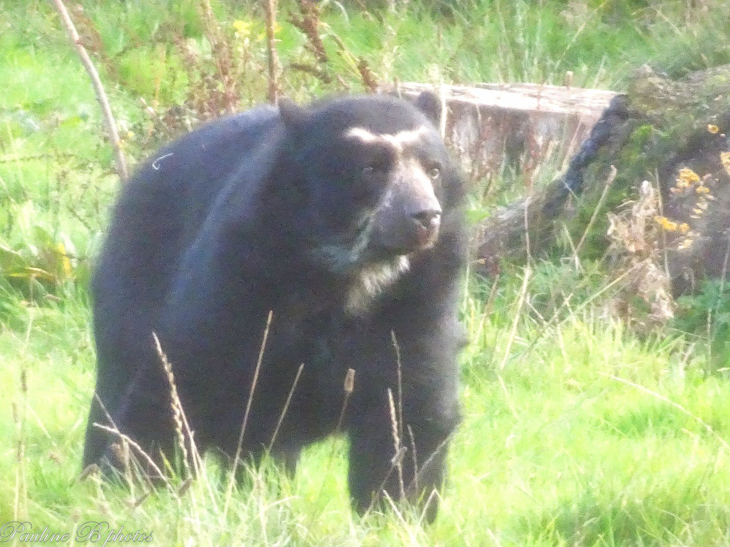 Andean Bear 8 November 2025
