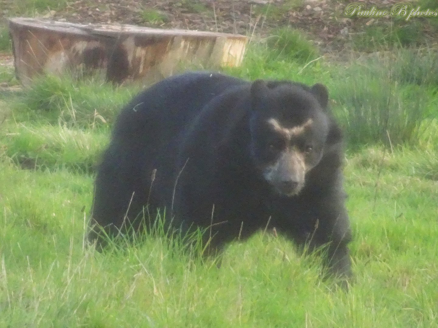 Andean Bear 8 November 2025