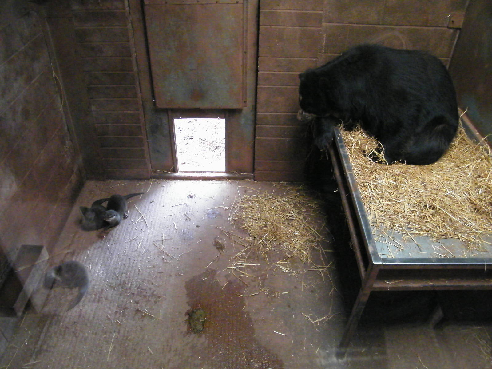 'Andean' bear and Otters indoors