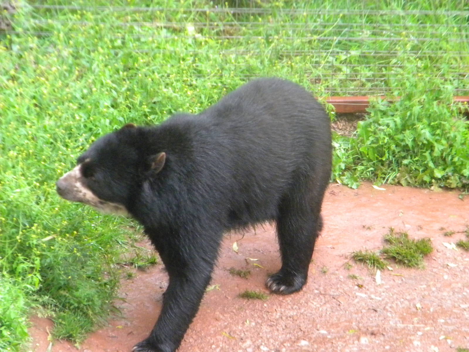 Andean Bear at SLWAP 16/07/11