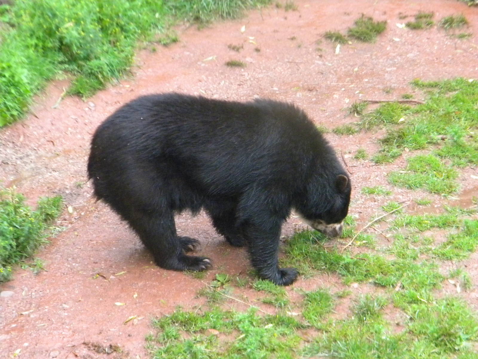 Andean Bear at SLWAP 16/07/11
