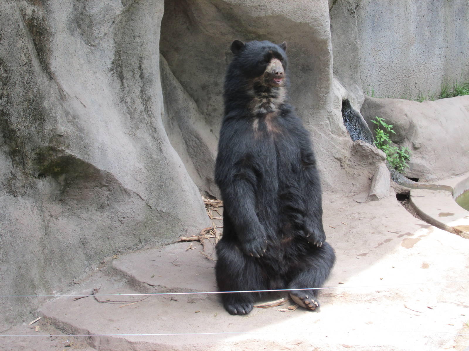 andean bear BA zoo