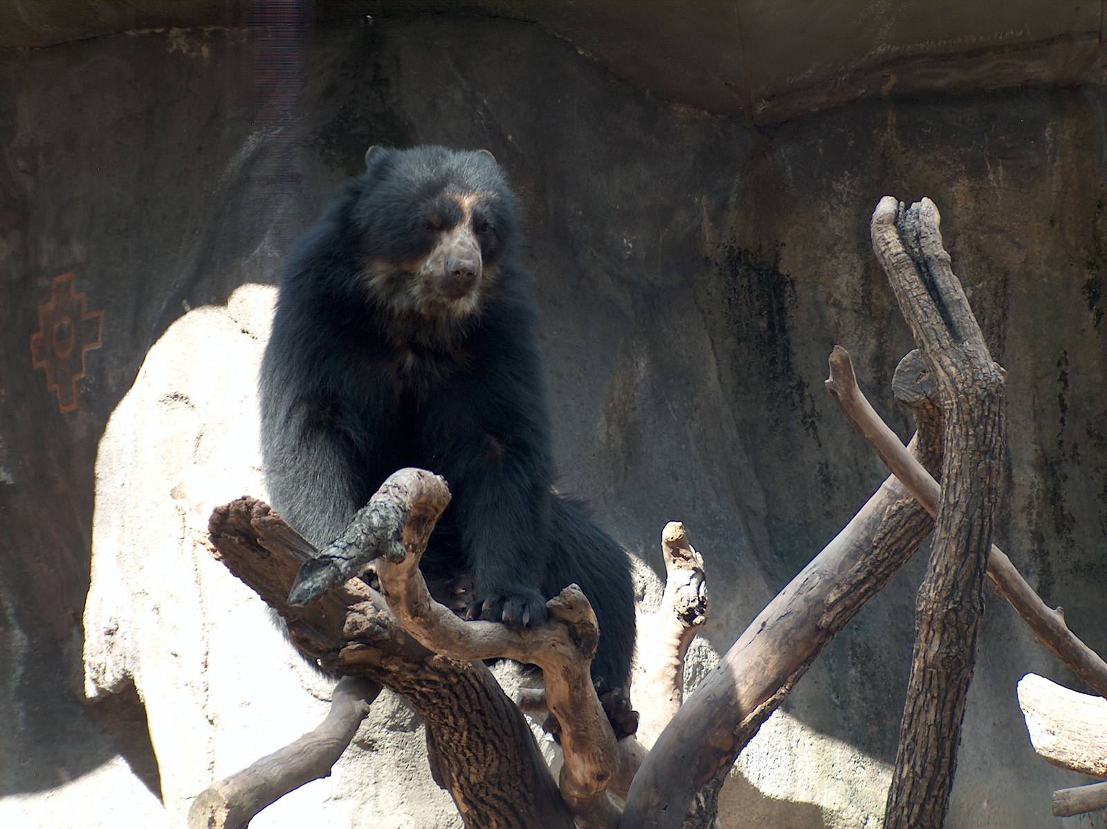andean bear buenos aires zoo 2007