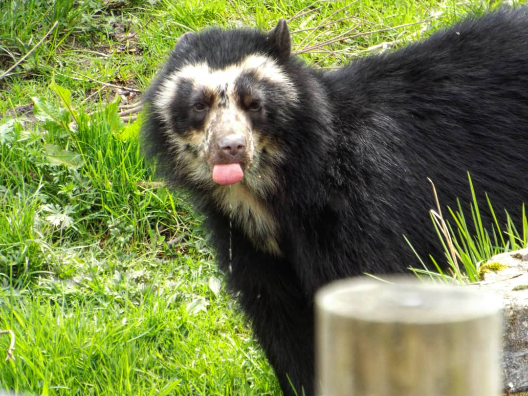 Andean Bear - Chester