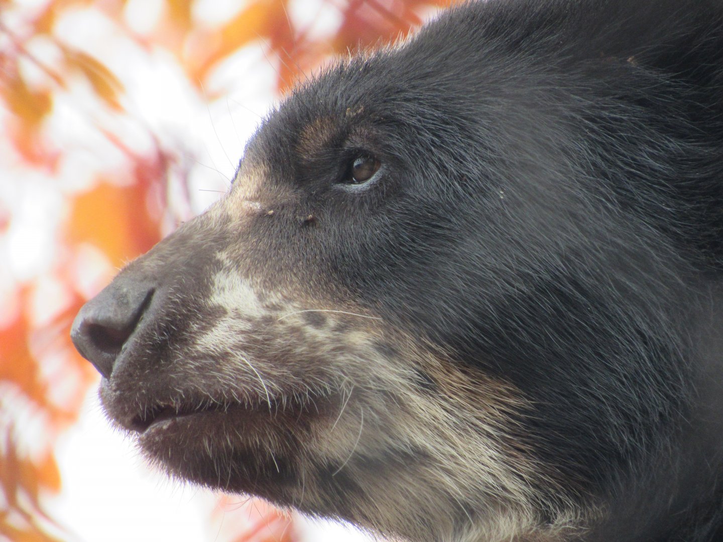 Andean Bear close-up