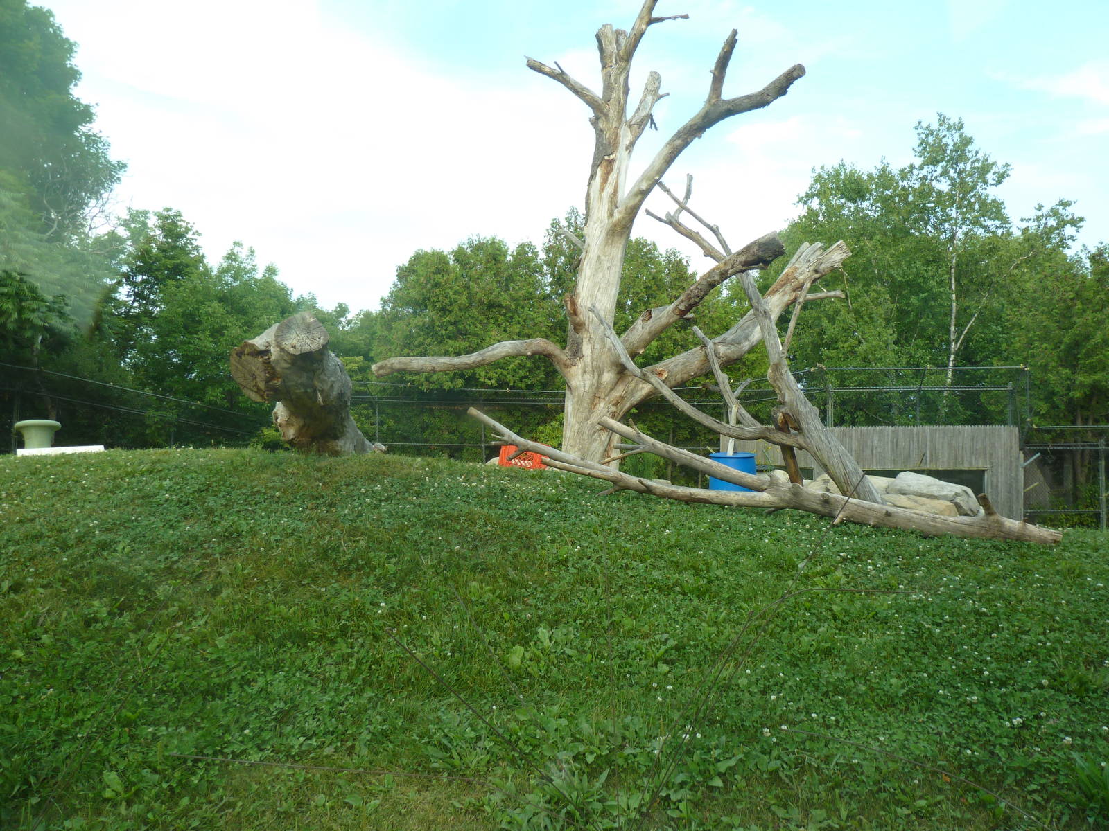 Andean Bear/Coati Exhibit