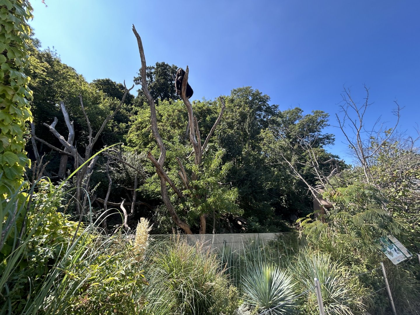 Andean Bear & Coati Exhibit