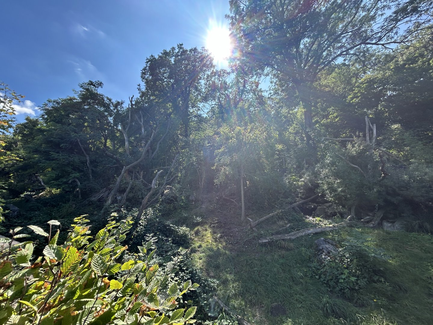 Andean Bear & Coati Exhibit