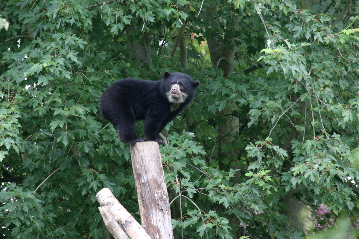 Andean Bear Cub at Chester Zoo 16-Aug-2020