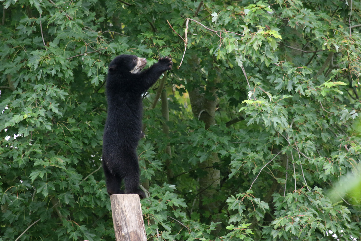 Andean Bear Cub at Chester Zoo 16-Aug-2020