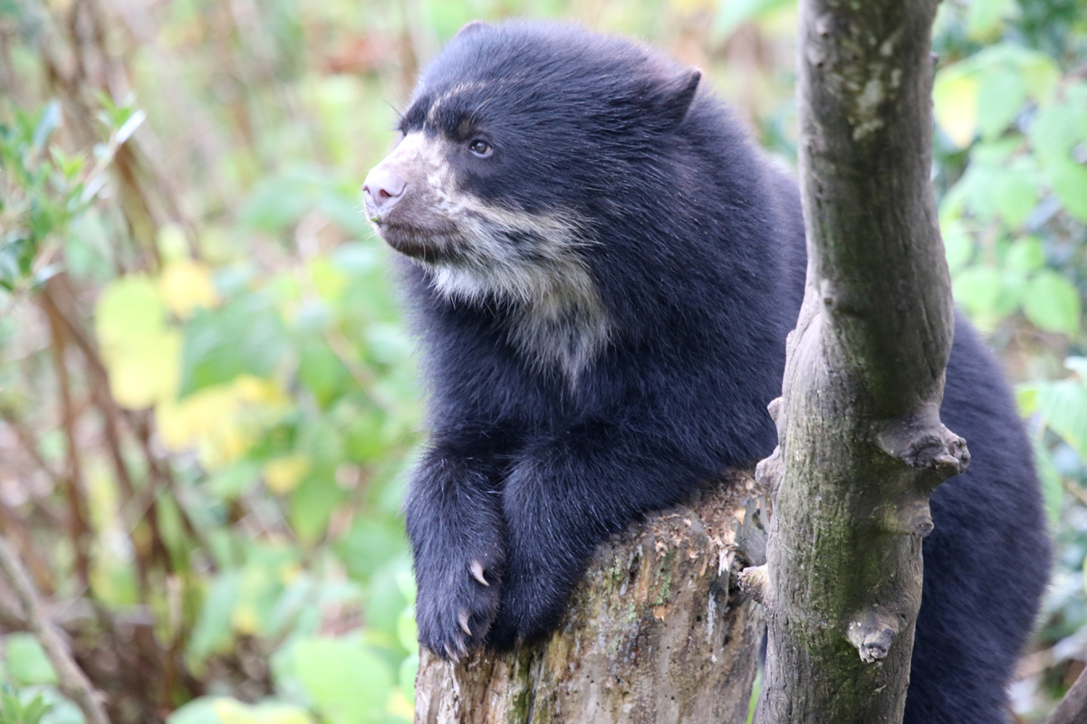 Andean Bear Cub at Chester Zoo 25th Oct 2020
