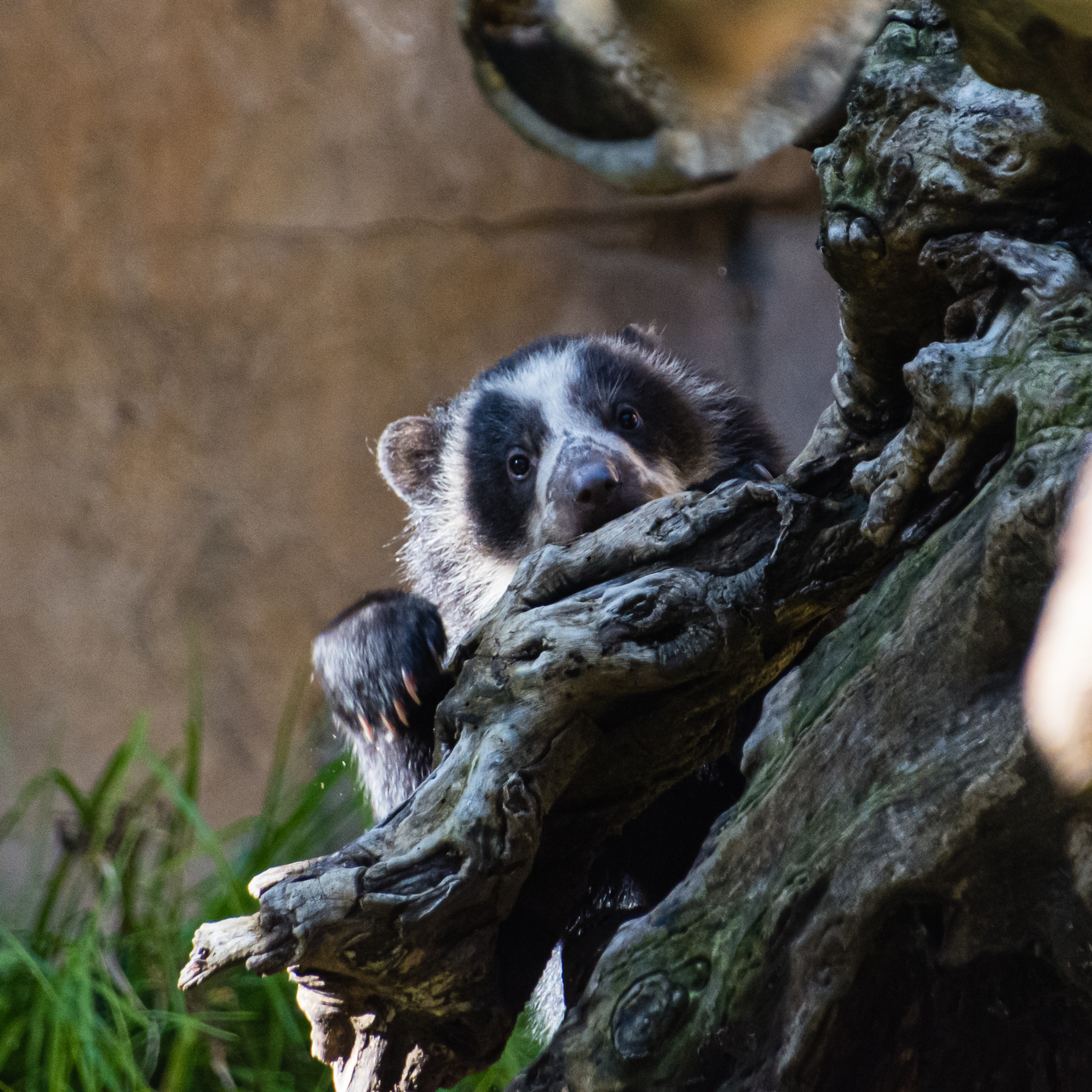 Andean Bear cub born 12/10/2022